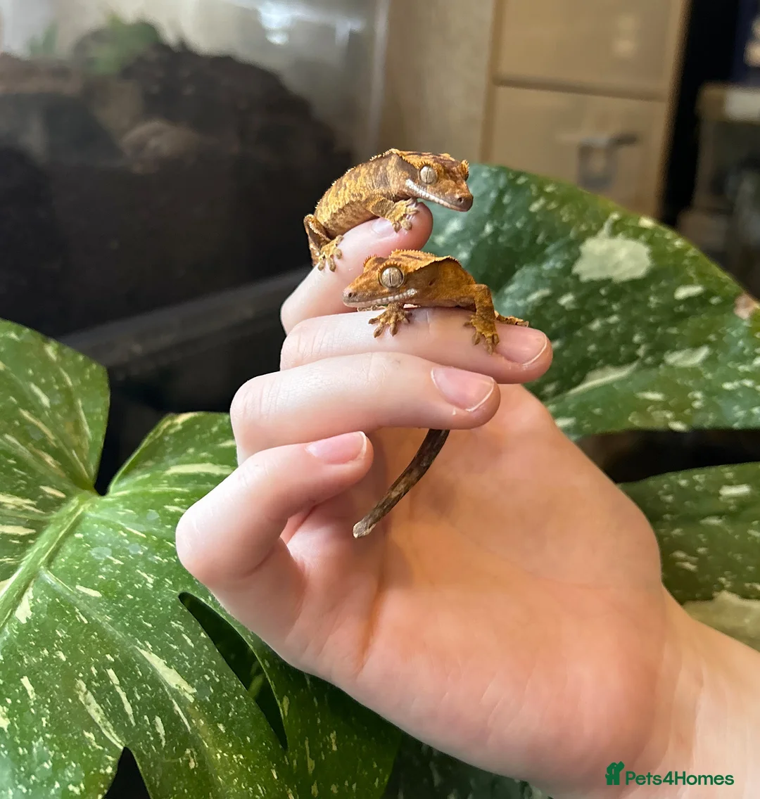 Gecko reptiles for sale: Crested Geckos For Sale 🦎 - Advert 1