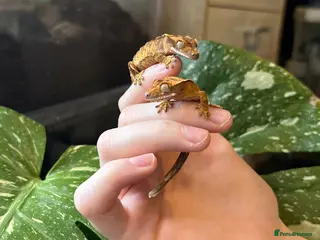 Gecko reptiles Crested Geckos For Sale 🦎 - Advert 3