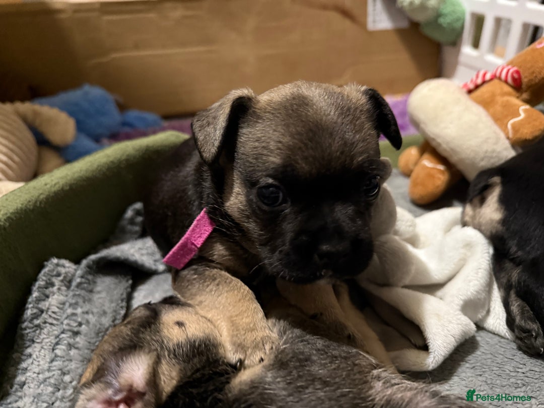 Mixed Breed dogs for sale: french bulldog x cairnterrier READY ON 7/10  - Image 5
