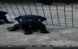 Cockerdor dogs for sale: Perfect Cockerdor Puppies- Tiny Lab like in Pickering - Image 1
