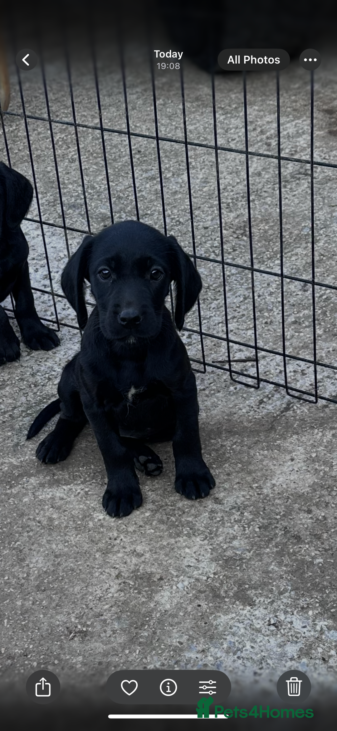 Cockerdor dogs for sale: Perfect Cockerdor Puppies- Tiny Lab like in Pickering - Image 1