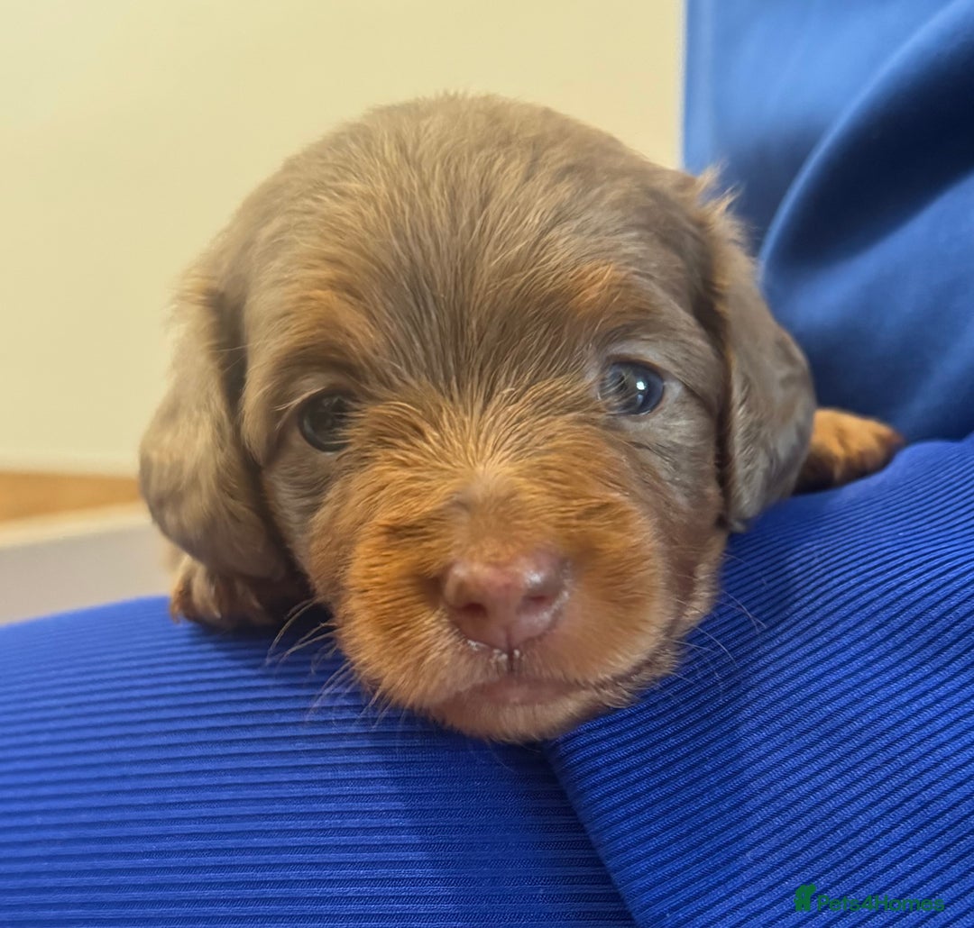 Miniature Dachshund dogs for sale: 3 Beautiful miniature longhair dachshund puppies - Image 12