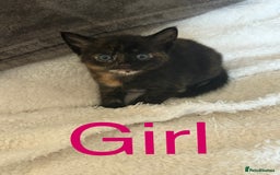 British Shorthair cats for sale: Kittens for sale - Image 4