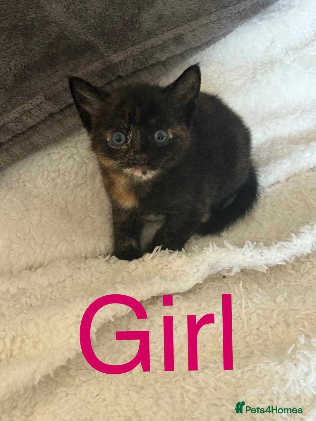 British Shorthair cats for sale: Kittens for sale - Image 4