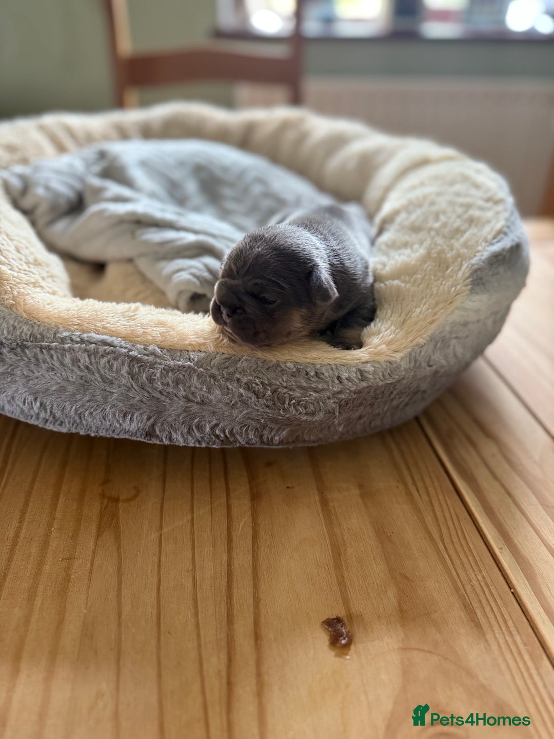 French Bulldog dogs for sale: Stunning litter of French bulldog puppies  - Image 5
