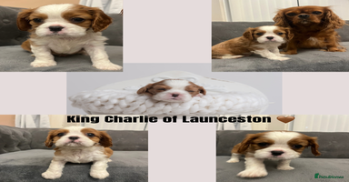 Cavalier King Charles Spaniel dogs - Advert 14