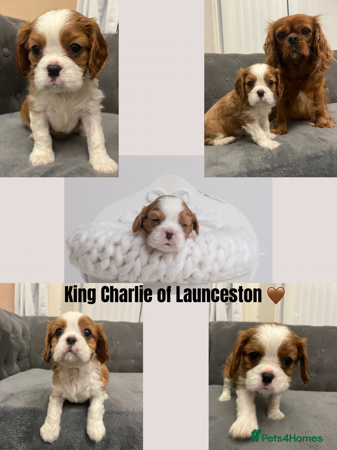Cavalier King Charles Spaniel dogs for sale: Stunning Cavalier King Charles Spaniels - Image 3