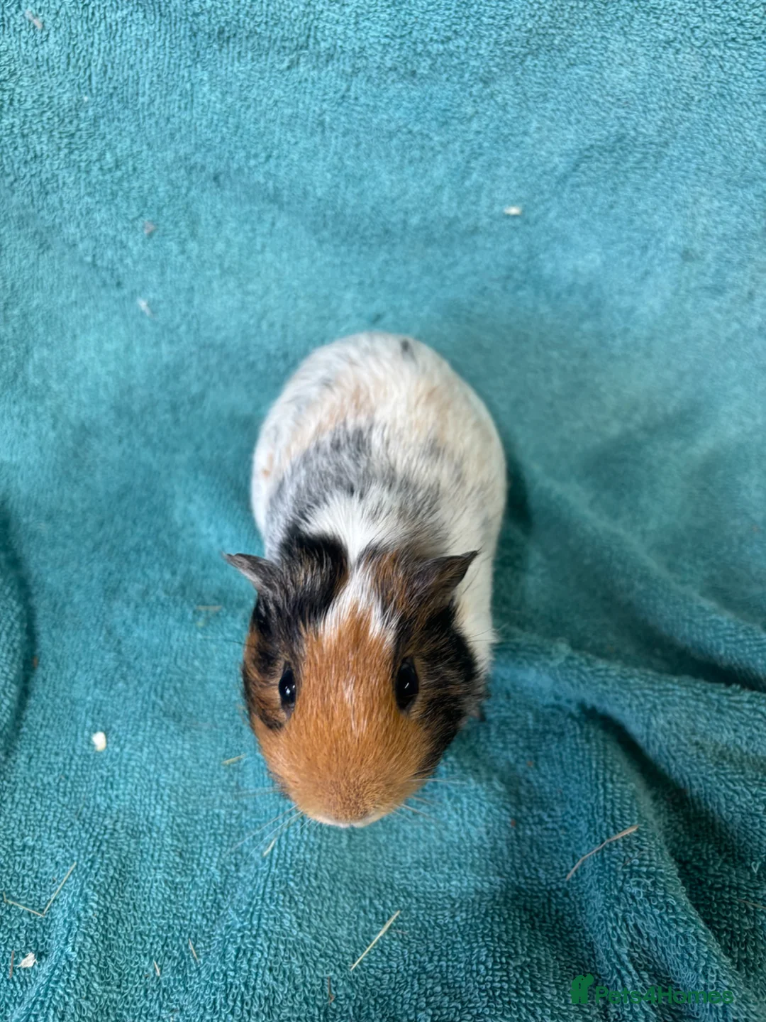 Guinea Pig rodents for sale: Single boars  - Advert 1