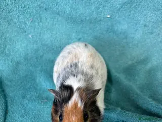 Guinea Pig rodents Single boars - Advert 10