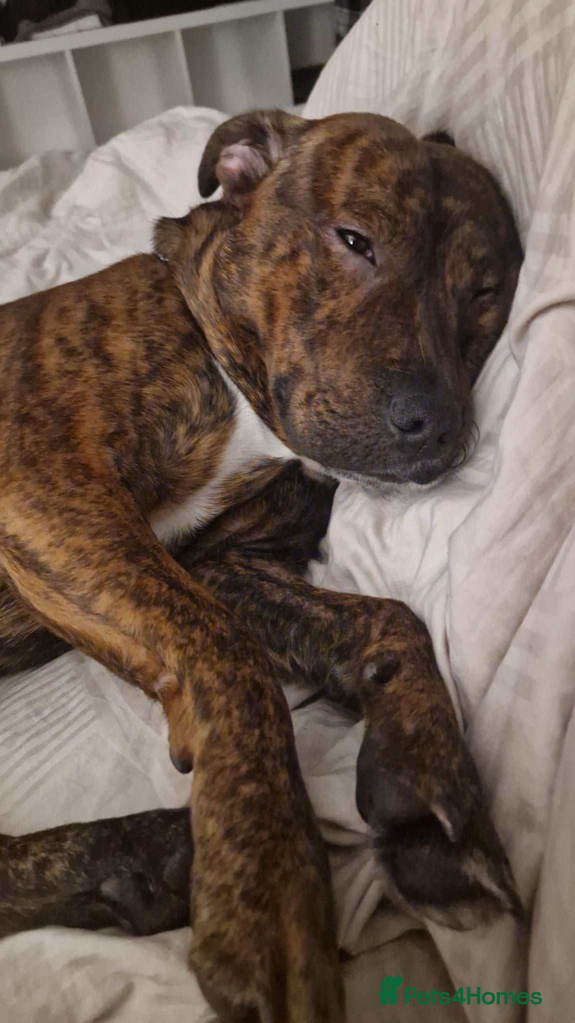 Mixed Breed dogs Staffordshire bull terrier  - Advert 1