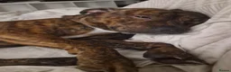 Mixed Breed dogs for sale: Staffordshire bull terrier  - Advert 1