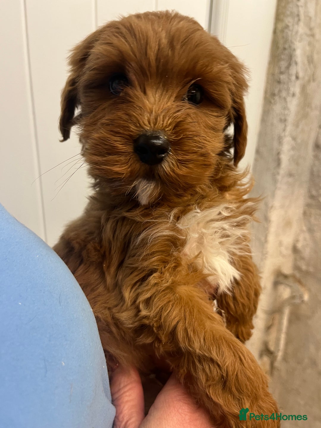 Labradoodle dogs for sale: Gorgeous Health Checked Labradoodle Puppies - Advert 20