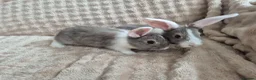 Mini Lop rabbits for sale: Mini lops beige / grey / black / white - Advert 7
