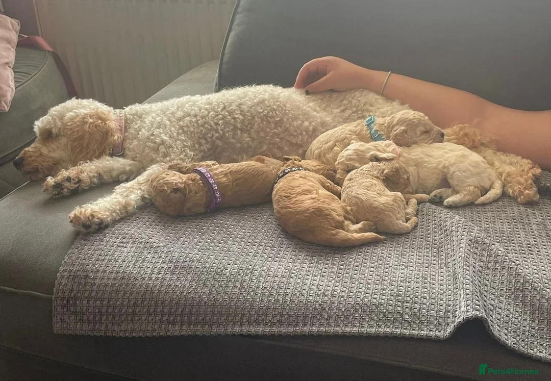 Mini Goldendoodle dogs for sale: ***Mini goldendoodles for sale*** - Advert 1