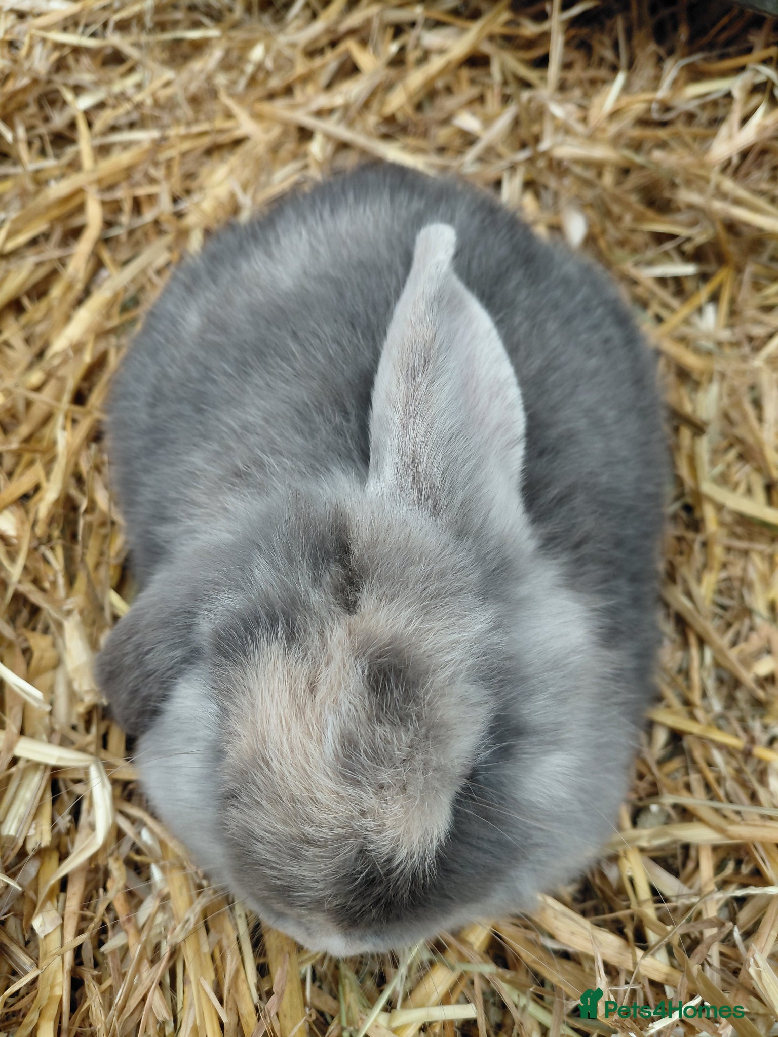 Mini Lop rabbits Mini Lop  - Advert 15