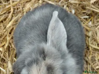 Mini Lop rabbits Mini Lop - Advert 15