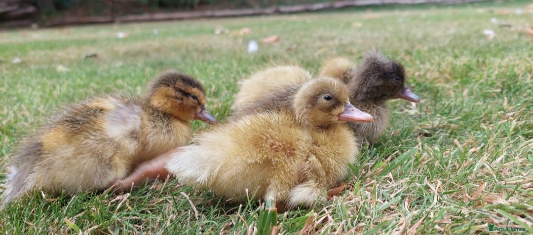 Ducks poultry for sale: White Sussex Hen with 5 Ducklings  - Image 3