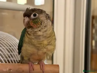 Conures birds Benny - Advert 1
