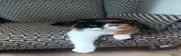 British Shorthair cats for sale: 2 FEMALE CATS FOR SALE  in Spalding - Advert 10
