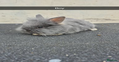 Lionhead rabbits - Advert 3