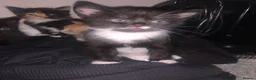 Mixed Breed cats for sale: Kittens - Advert 4