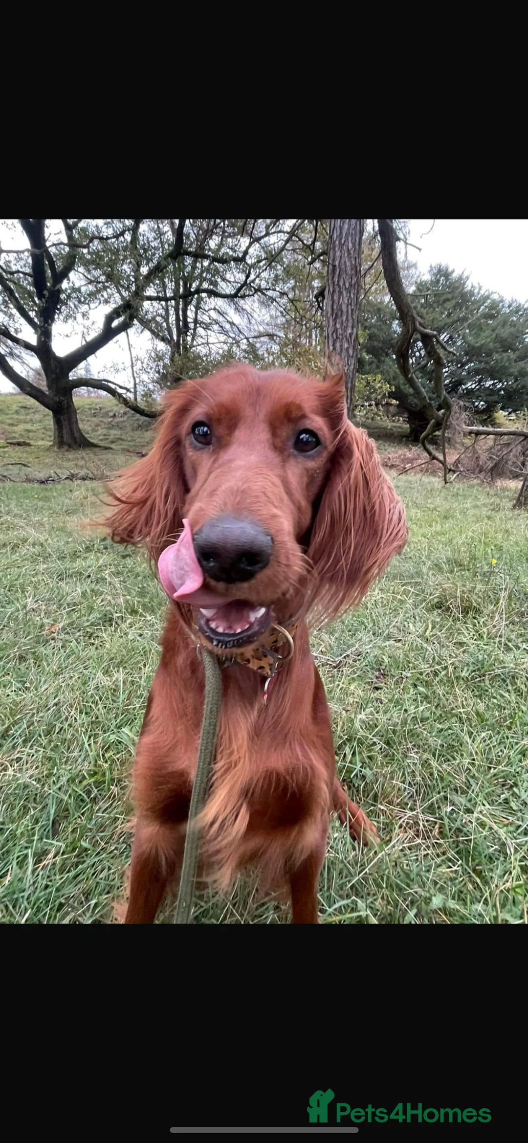 Irish Doodle dogs for sale: Beautiful Irish doodle puppies  - Advert 10