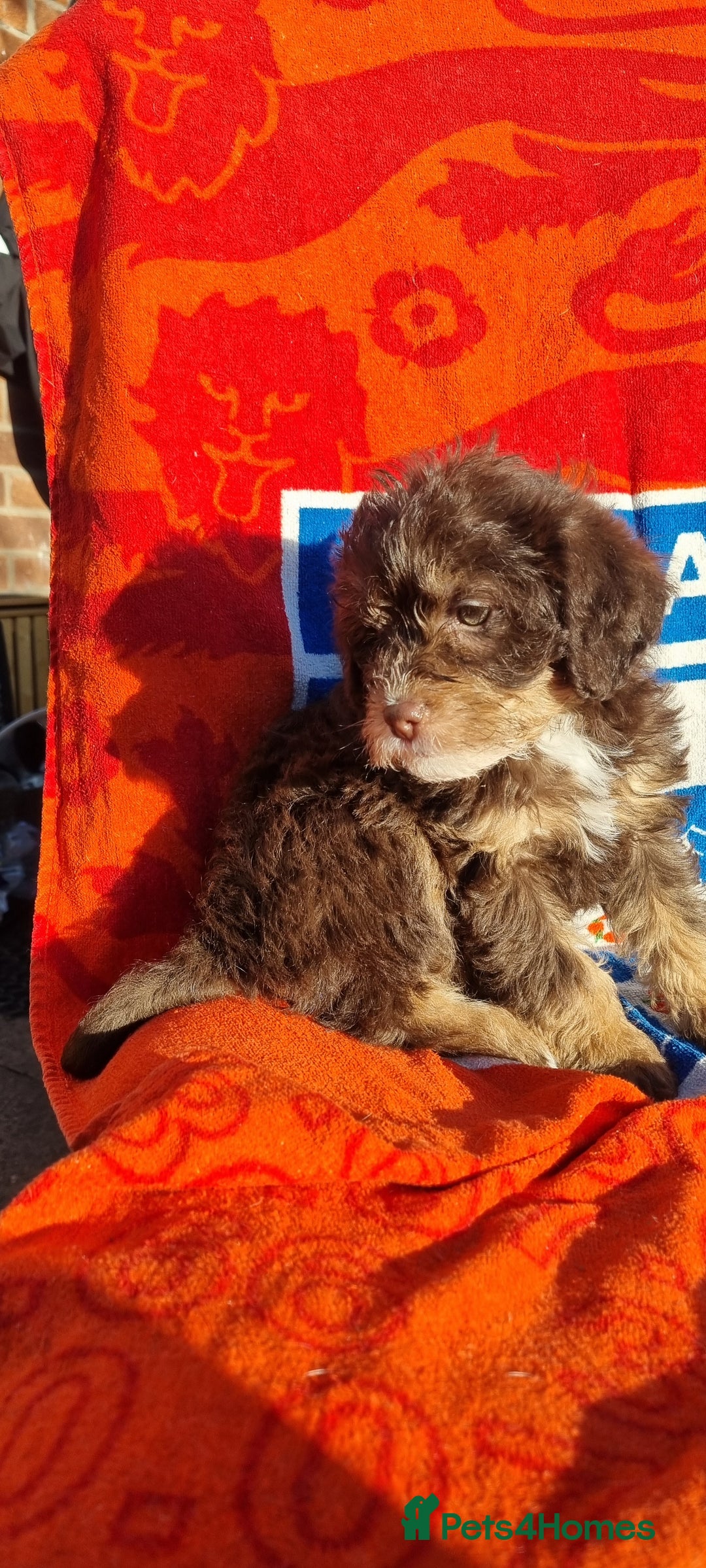 Westiepoo dogs for sale: WESTIEPOOS MAGiCAL X's SUPER SMOOTH SILKY n SOFT - Advert 20