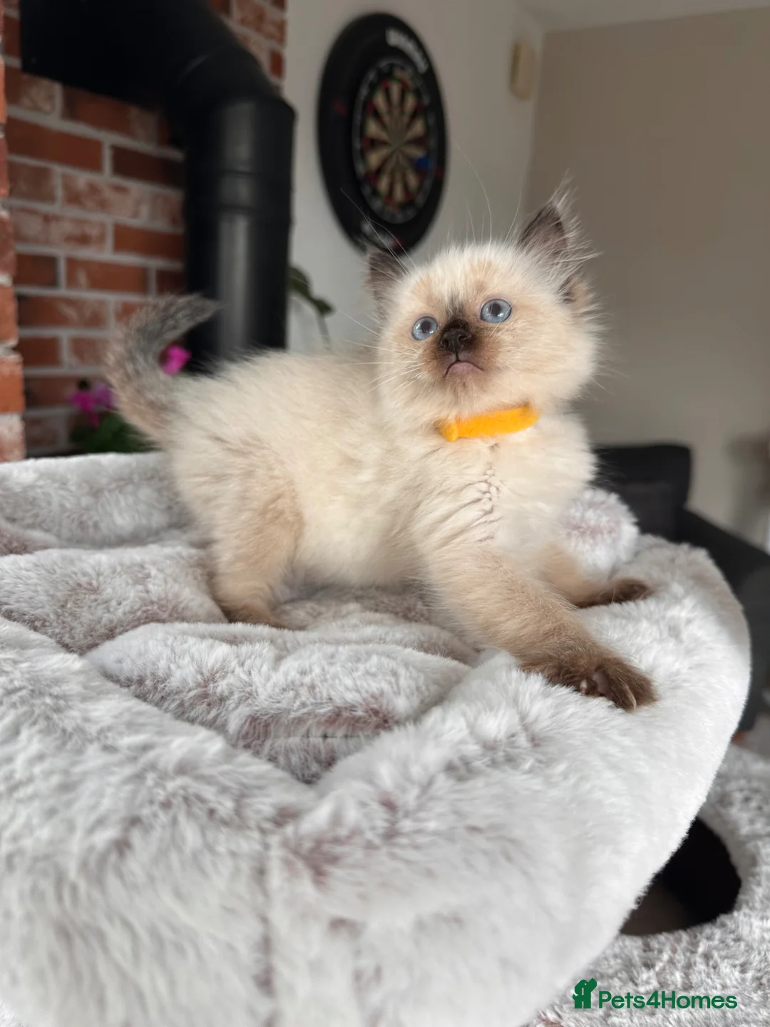 Ragdoll cats for sale: Ready Now! Beautiful Ragdoll Kittens! Xx  - Advert 2