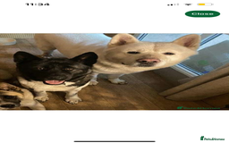 Akita dogs for sale: Beautiful American Akita puppy girl  - Image 5