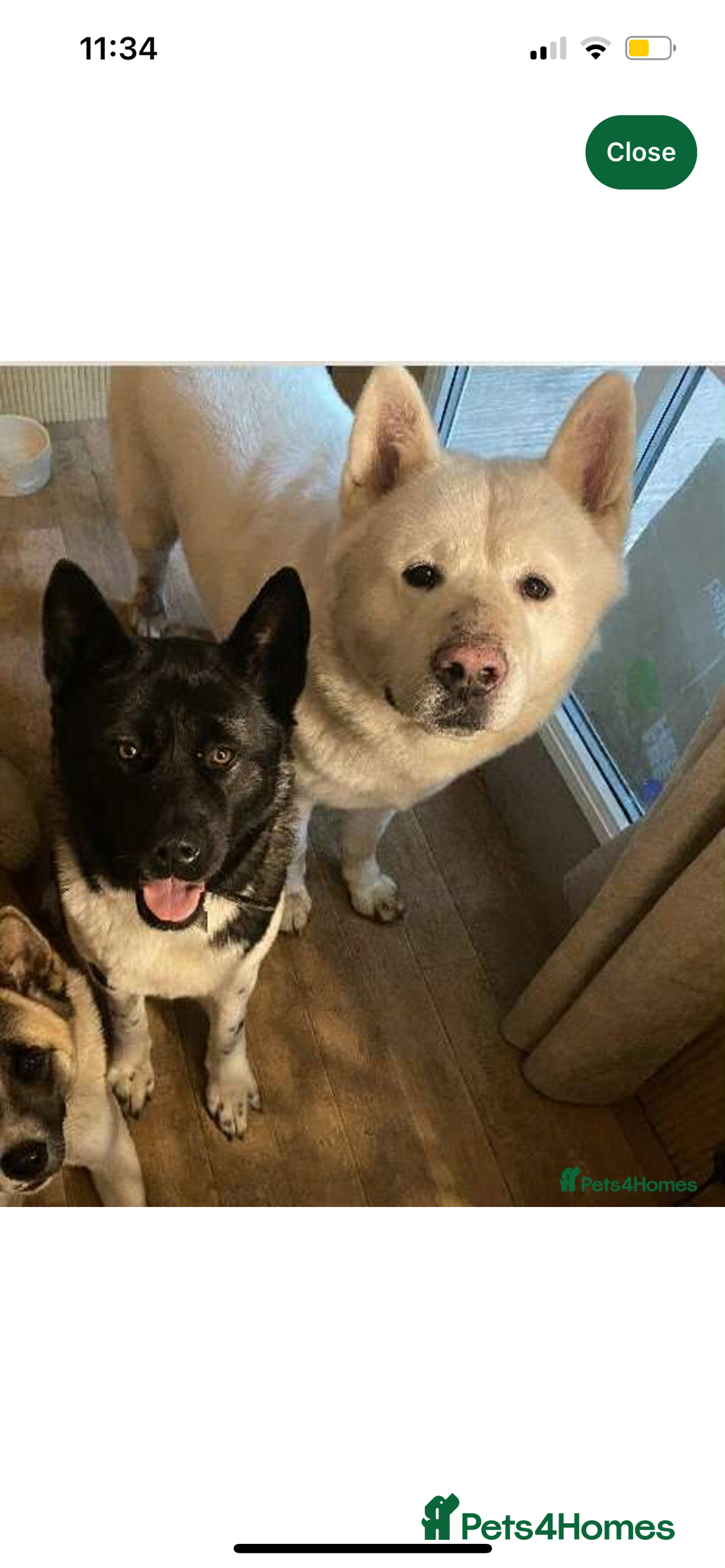 Akita dogs for sale: Beautiful American Akita puppy girl  - Image 5