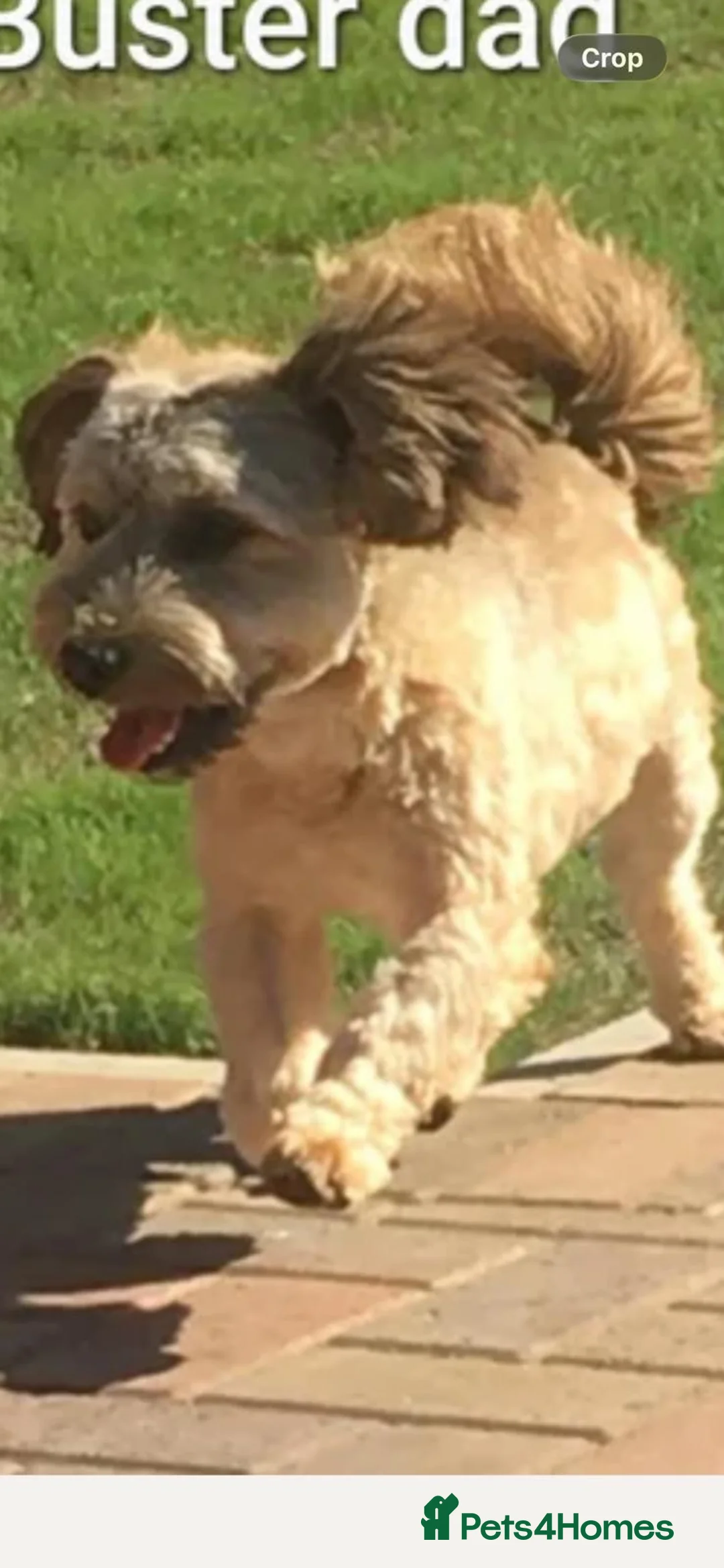 Havanese dogs for sale: Handsome havanese boy !!  - Advert 8