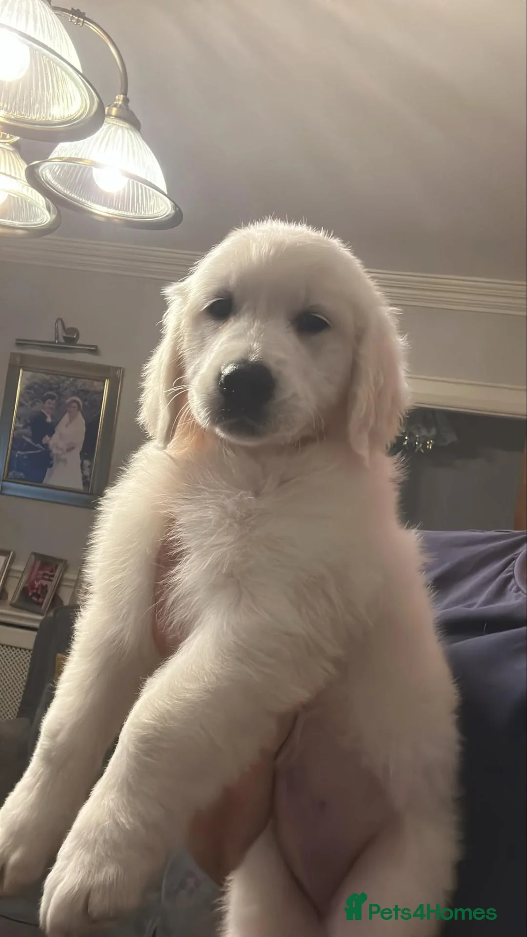 Golden Retriever dogs for sale: Beautiful Golden Retreiver Puppy (Cream colour) in Edgware - Advert 1