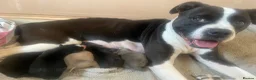 Mixed Breed dogs for sale: 4 Beautiful Akita X Staff pups 3 Male 1 Female in Grimsby - Advert 2