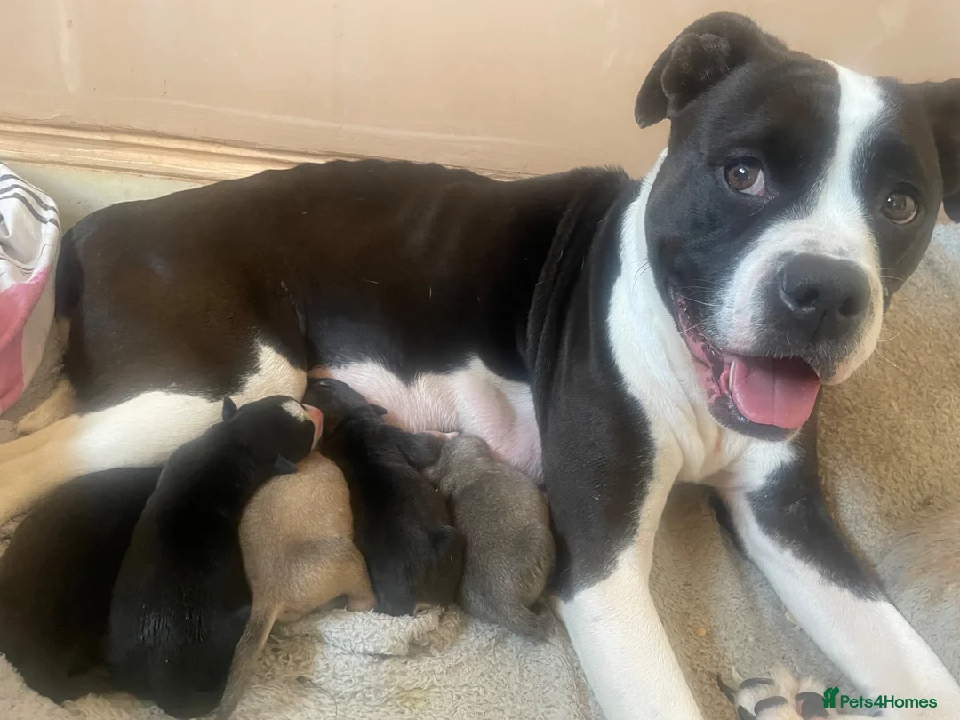 Mixed Breed dogs for sale: 4 Beautiful Akita X Staff pups 3 Male 1 Female in Grimsby - Advert 2
