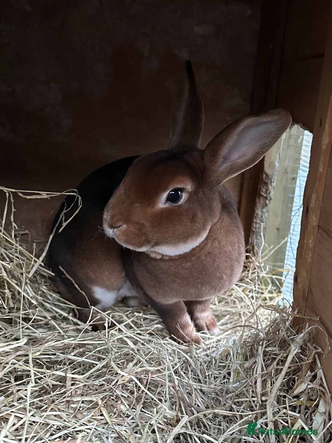 Rex rabbits for sale: Rex Standard Rabbits/Bunnies/Kits Available  - Advert 2