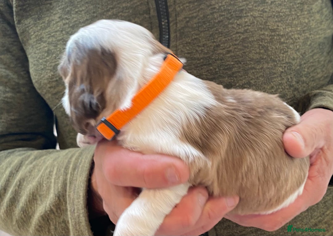 Cocker Spaniel dogs for sale: Adorable show cocker spaniels - Image 5
