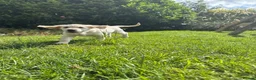 Golden Retriever dogs for sale: Golden Retriever Puppies  - Advert 26