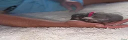 French Bulldog dogs for sale: 🩷Gorgeous litter of French bulldog puppies🩷  - Advert 7
