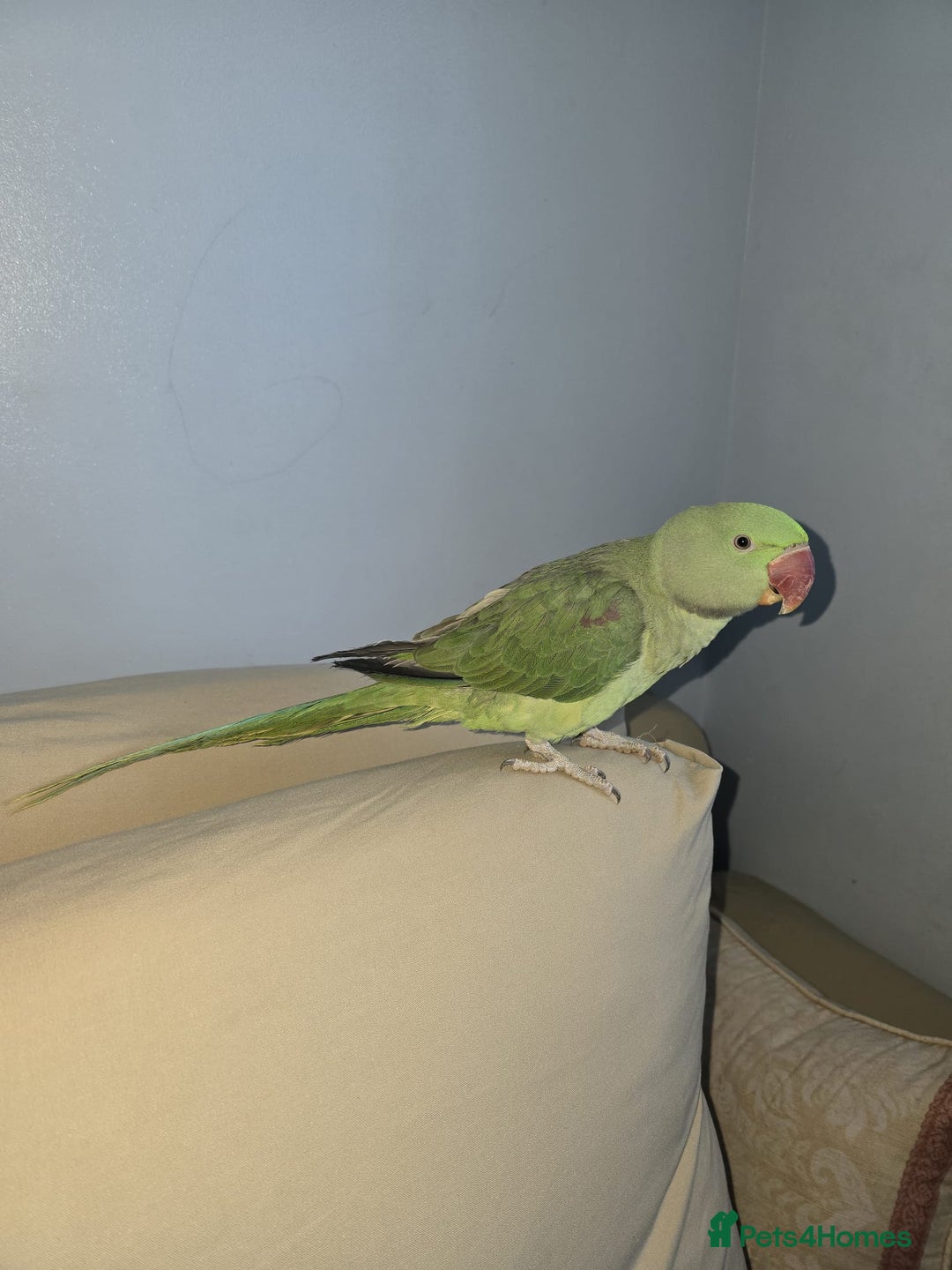 Parakeets birds for sale: Alexandrine Parakeet Baby - Advert 2