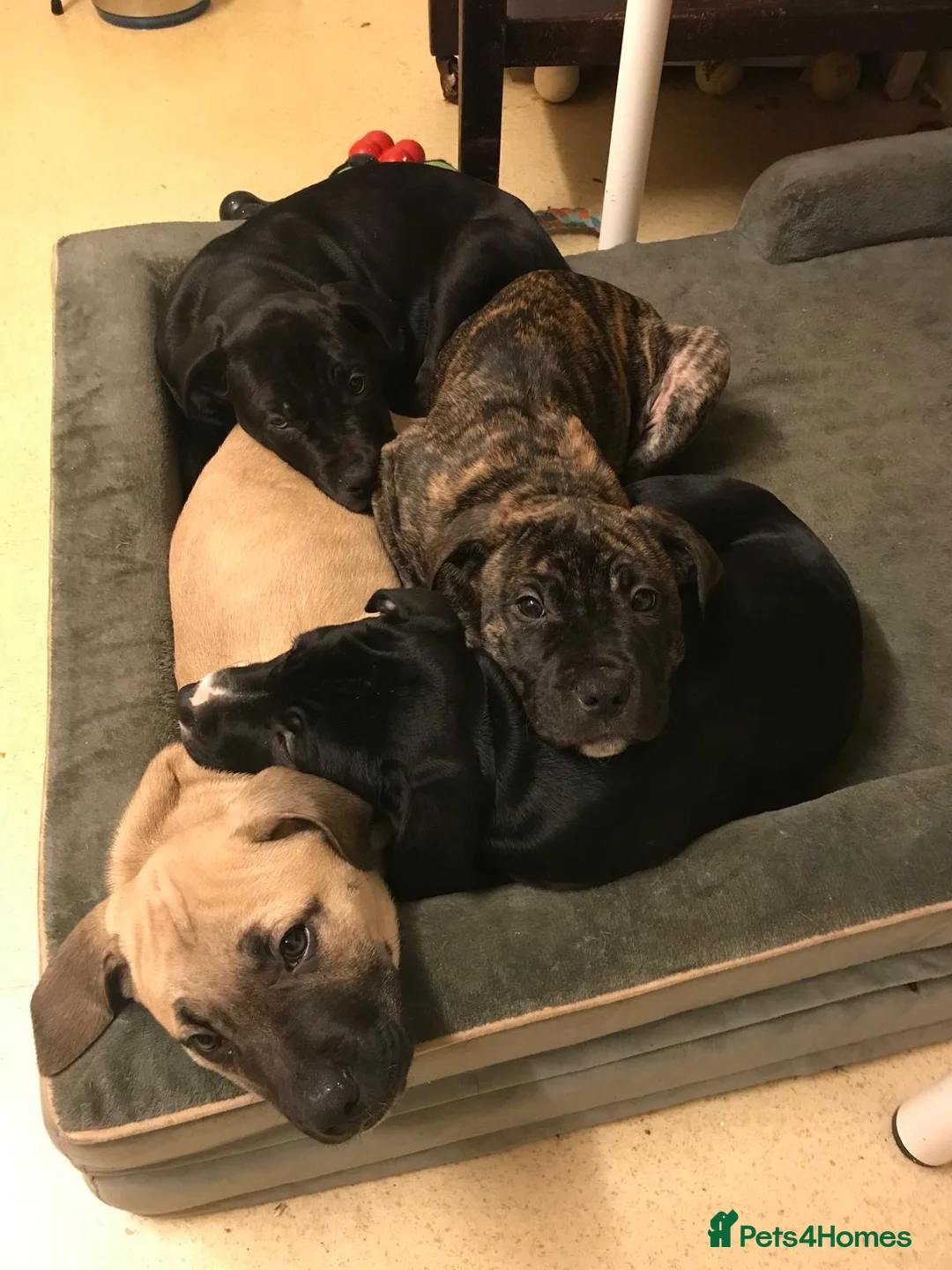 Mixed Breed dogs for sale: 3 Puppies left for Good homes  in London - Advert 1