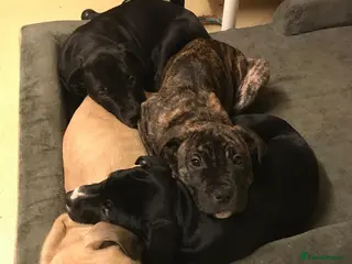 Mixed Breed dogs 3 Puppies left for Good homes in London - Advert 1