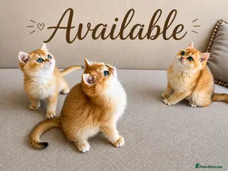 British Shorthair cats 🏆Tica registered ny12 British Shorthair Boys🏆 - Advert 11