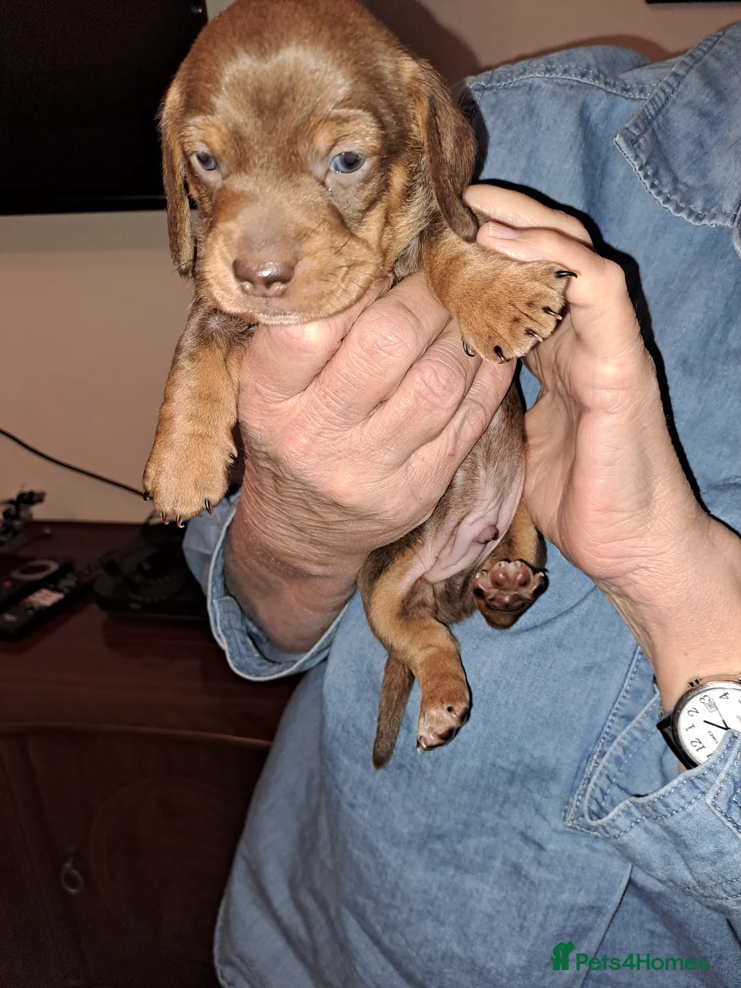 Miniature Dachshund dogs for stud: KC Dash PRA clear STUD DNA in pictures  in Ramsgate - Advert 21