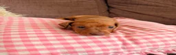 Dachshund dogs for sale: Miniature dachshund dapple boy and caramel girl - Advert 4