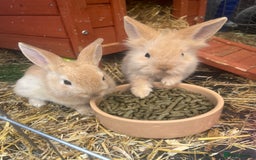 English rabbits for sale: Two rabbits for sale  - Image 4
