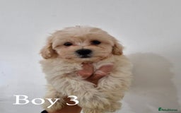 Maltipoo dogs for sale: Adorable Maltipoo Pups - Image 15