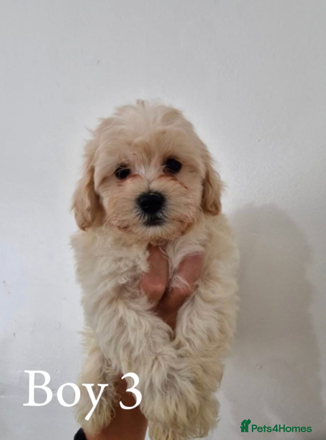 Maltipoo dogs for sale: Adorable Maltipoo Pups - Image 15