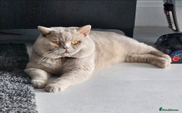 British Shorthair cats for sale: Chunky GCCF Registered Active Stud for Sale  - Image 6