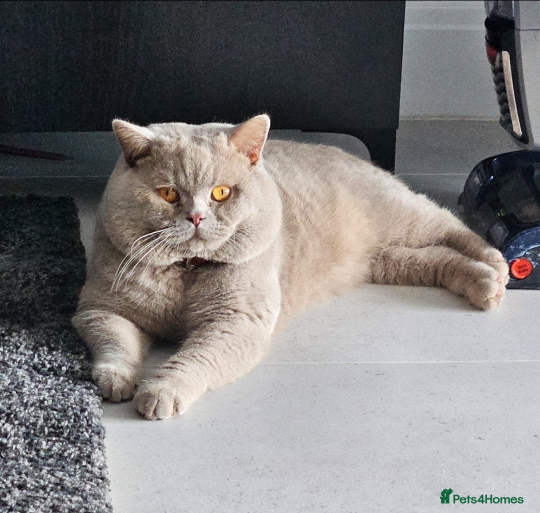 British Shorthair cats for sale: Chunky GCCF Registered Active Stud for Sale  - Image 6