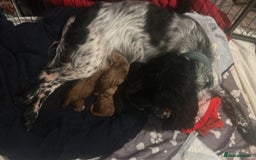 Cocker Spaniel dogs for sale: Cocker spaniel puppies for sale  - Advert 9